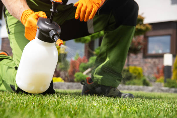 Best Termite Control Services  in Miles City, MT