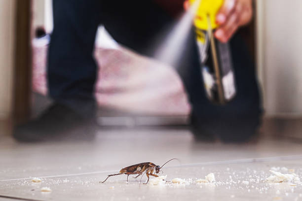 Best Flea Control Services  in Miles City, MT