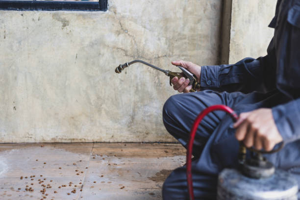 Best Flea Control Services  in Miles City, MT